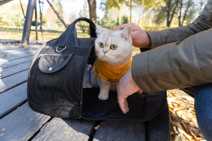 Travel Comfort with Secure Pet Carriers