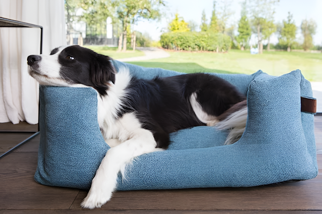 Choosing the Perfect Bed for Your Dog