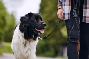 Safe and Reliable Leashes and Harnesses