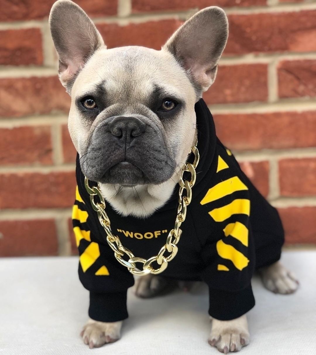 Corgi Schnauzer pet fashion brand three-stripe