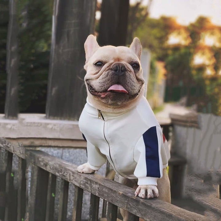 Pet fashion brand cat clothes
